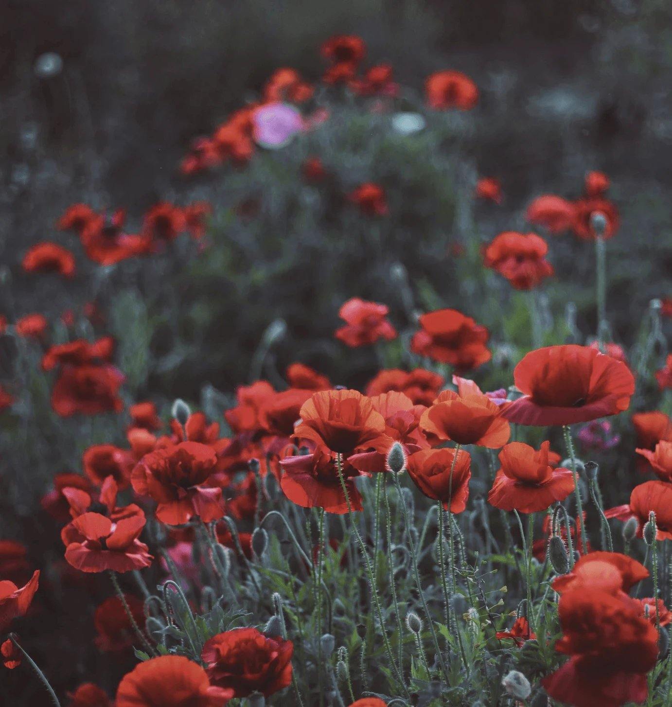 Godmother - Dear Ava