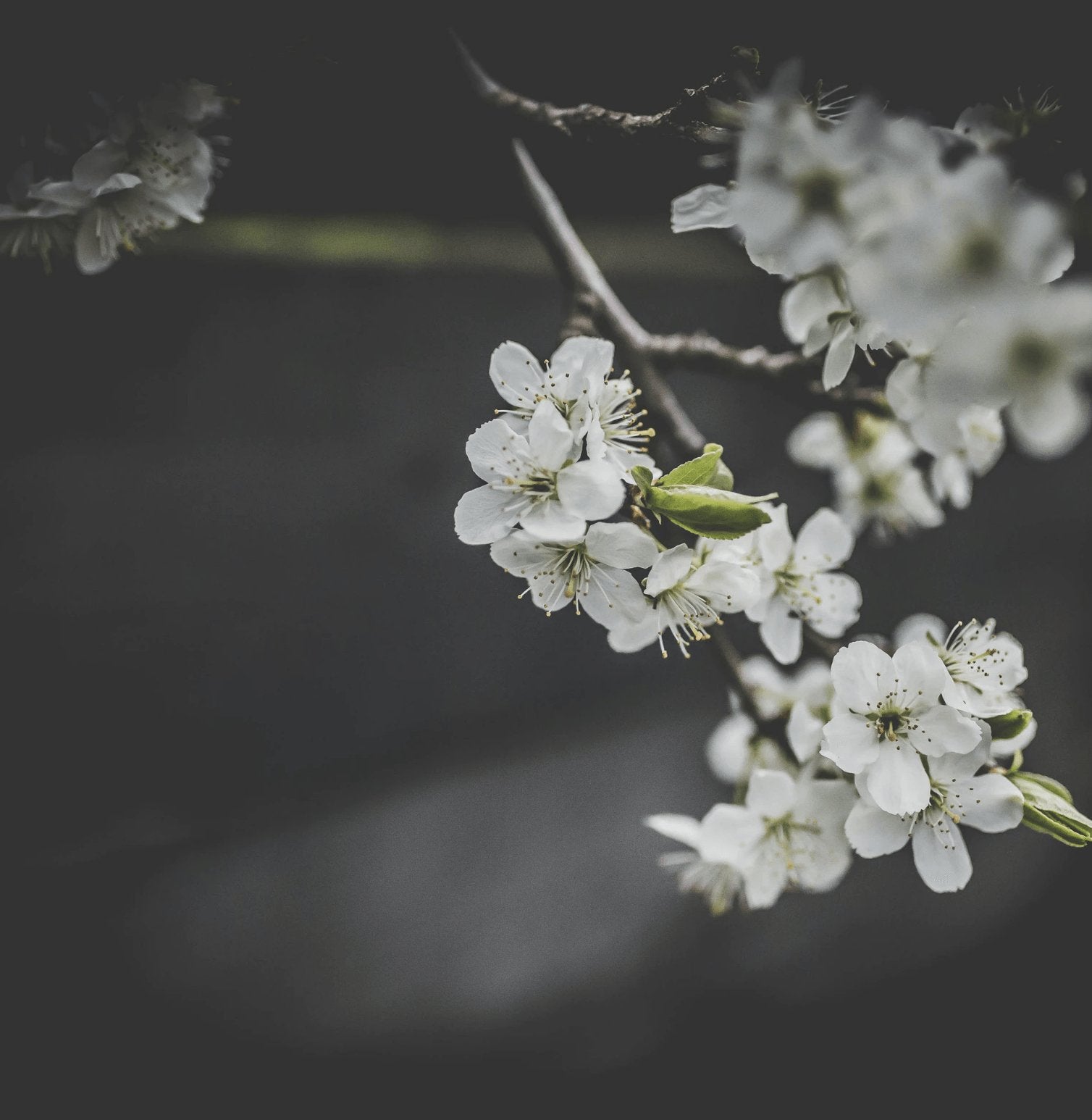 Miscarriage - Dear Ava